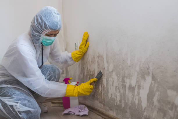 Best Mold Remediation Services  in Marion, MS