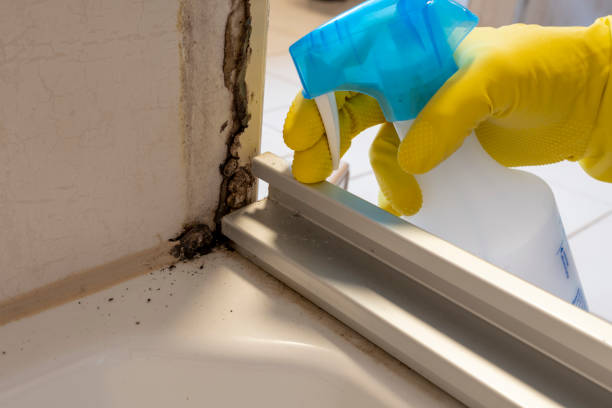 Best Mold Damage Repair  in Marion, MS