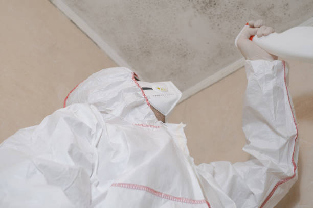 Best Best Mold Removal Companies  in Marion, MS