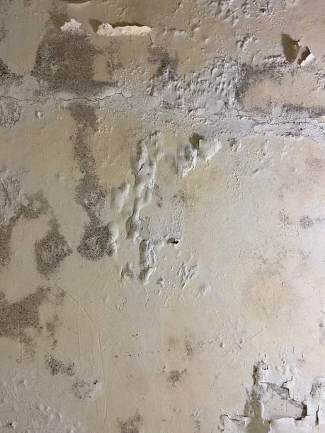 Best Mold Remediation  in Marion, MS