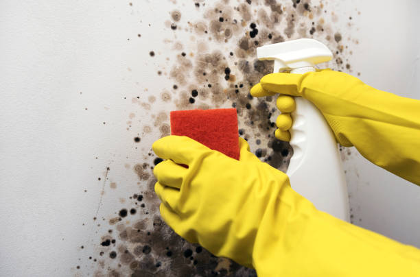 Best Emergency Mold Removal  in Marion, MS