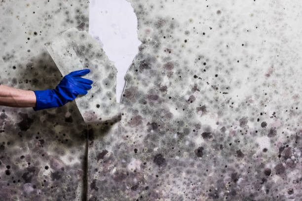 Best Same-Day Mold Removal  in Marion, MS
