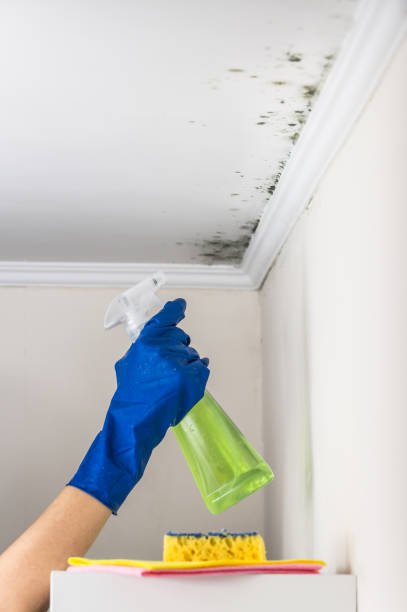 Best Fast Mold Removal  in Marion, MS
