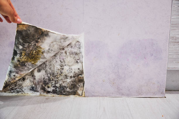 Best Certified Mold Removal  in Marion, MS